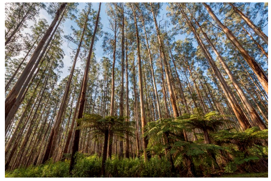 A photograph of an ash forest