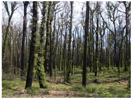 a photograph of bushfire-regrowth