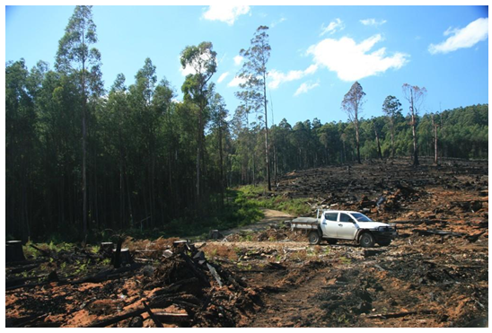 A photograph of clear-fell harvesting