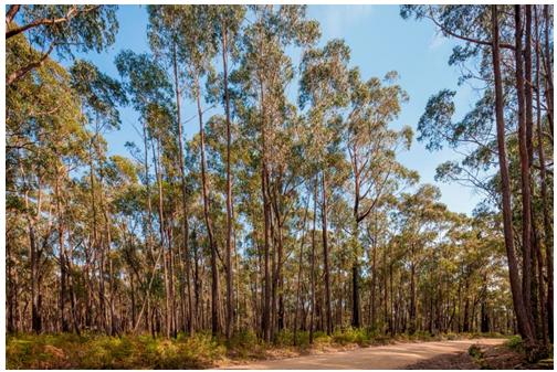 A photograph of a mixed-species forest