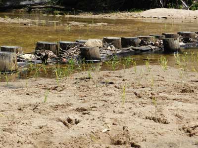 The photograph shows Cann River revegetation—Phragmites australis is planted in the bed of the river to improve the stability of the river in the long term. 
ECL tranche 3—Securing Priority Waterways.
Photograph courtesy of DEPI.