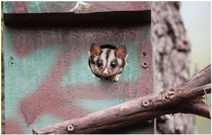 Image shows monitoring fauna that makes a home in nest boxesinstalled by Goulburn Broken CMA.
Photograph courtesy of Russell Jones.