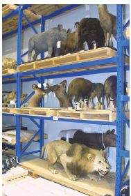 Photo of stuffed animals in storage at the Museum Victoria collection facility.
Source: Museum Victoria / Photographer: John Broomfield.