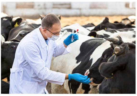 Image shows cows being tested. Photograph courtesy of Jenoche/Shutterstock.com