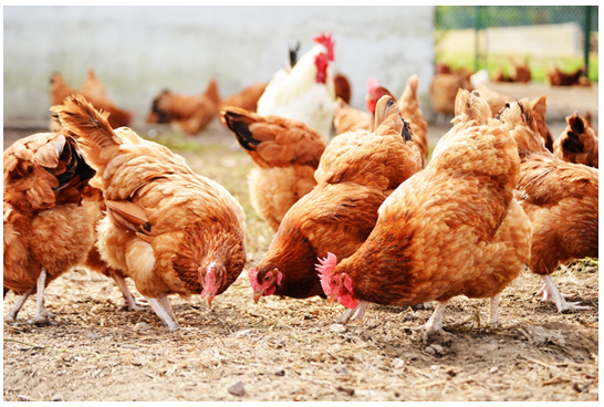 Image of chickens foraging. Photograph courtesy of monticello/Shutterstock.com