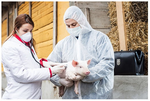 Image of two people examining a pig. Photograph courtesy of Dusan Petkovic/Shutterstock.com
