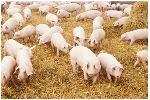 Image of pigs in a paddock. Photograph courtesy of Dmitry Kalinovsky/Shutterstock.com