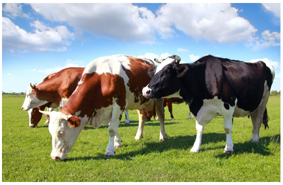 Image of cows grazing in a field. Photograph courtesy of branislavpudar/Shutterstock.com