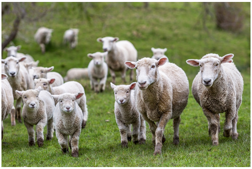 Image shows sheep in a field. Photograph courtesy of Heath Johnson/Shutterstock.com