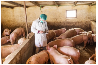 Image of pigs being examined. Photograph courtesy of Dusan Petkovic/Shutterstock.com