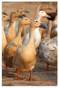 Image shows ducks. Photograph courtesy of ComZeal/Shutterstock.com