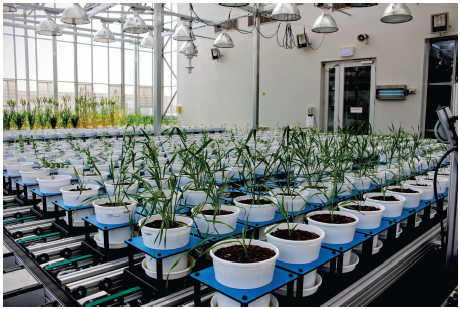 Photo of lots of plants in a laboratory. Photo supplied by the Department of Economic Development, Jobs, Transport & Resources.