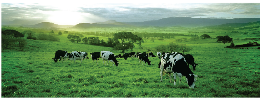 Photo of cows grazing in a field. Photo supplied by the Department of Economic Development, Jobs, Transport & Resources.