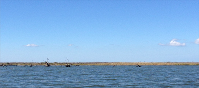 Photo shows a lake with dead trees in it.