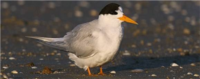 Photo of a fairy tern bird