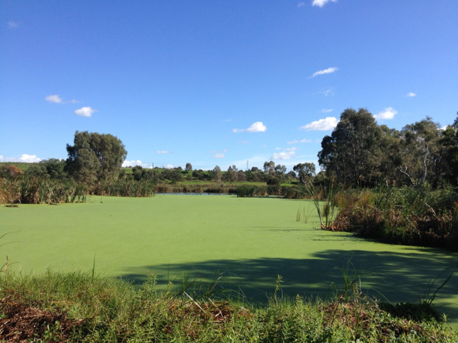 Algal bloom at Macleod Morass, Gippsland Lakes, April 2016