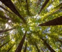 Looking straight up in a stand of native trees.