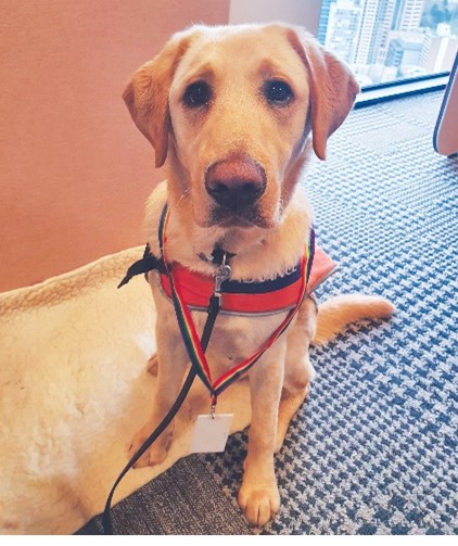 Photo of Gunner, a labrador Guide Dog in training