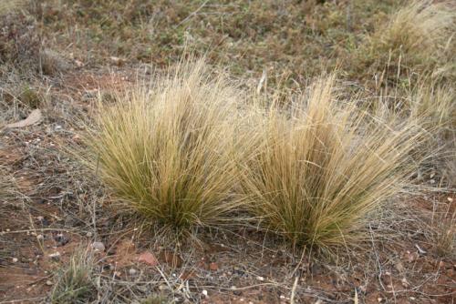 Photo of serrated tussock