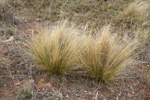 Photo of serrated tussock