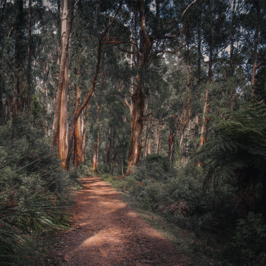 A worn dirt path leading through a Victorian native forest. The vegetation is green and there are tree ferns in the foreground.