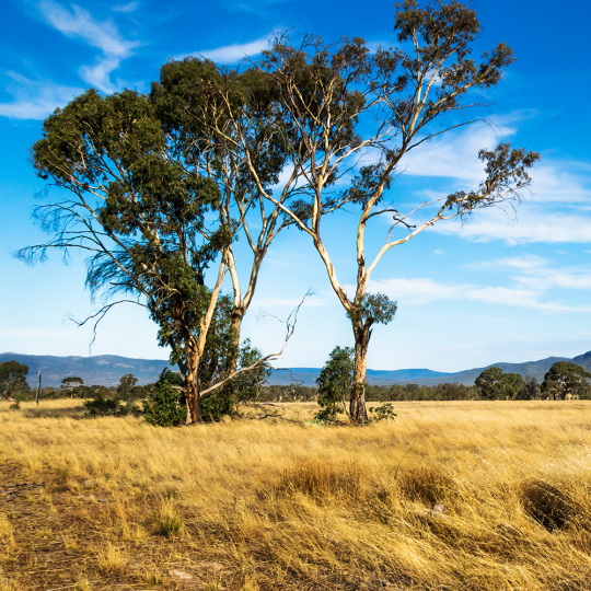 Grassland and a large tree with Grampians in distance