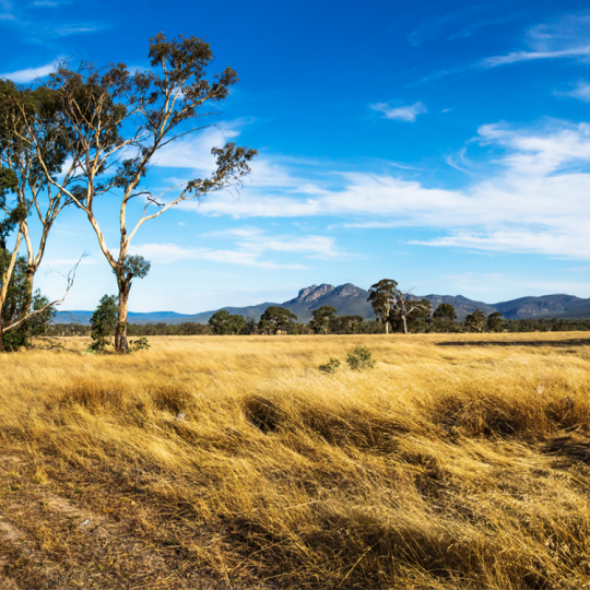 A field of long, golden grass and a gum tree with the Grampians mountain range in the background.