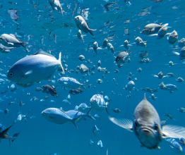 Image shows a school of small fish underwater. Photo courtesy of C Levers/Shutterstock.com