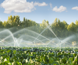 Image shows Irrigation systems in a green vegetable garden. Photo courtesy of Deyan Georgiev/Shutterstock.com
