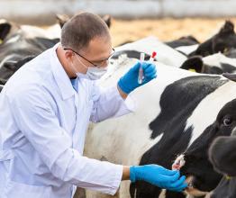 Image shows man in medical gown takes samples of biological material in cows. Photo courtesy of Jenoche/Shutterstock.com