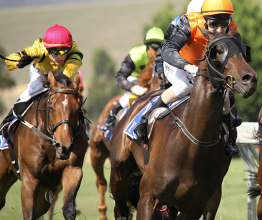 Horses enter the straight in the De Bortoli Plate, won by On the Scoot at Yarra Glen on February 21, 2010 near Melbourne, Australia. Courtesy of Neale Cousland/Shutterstock.com