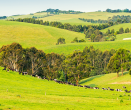 pisaphotography/Shutterstock - Park in rural 