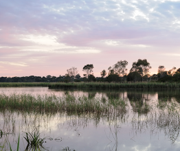 Scenic sunrise at Edithvale-Seaford Wetlands at year when it is full of water, part of Important Bird Area in Victoria, Australia. Photo courtesy of View Factor Images/Shutterstock.com
