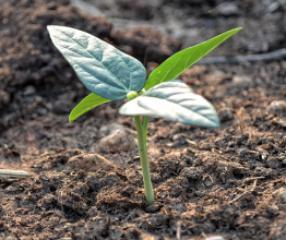 A nut sapling planted in soil. Photo courtesy of chatgunner/Shutterstock.com