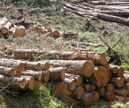 Trees chopped down and cut into logs in a forest. Photo courtesy of Jason Winter/Shutterstock.com