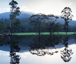 Trees and a lake in Marysville, Victoria. Photo courtesy of Nils Versemann/shutterstock.com