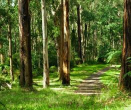 Victorian forested area.  Photo courtesy of 3523studio/shutterstock.com