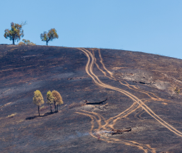 Landscape after planned burn.