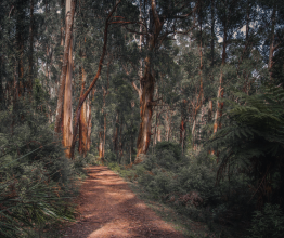 A worn dirt path leading through a Victorian native forest. The vegetation is green and there are tree ferns in the foreground.