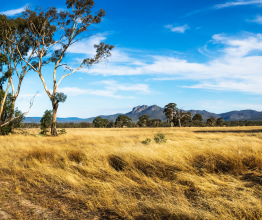 A field of long, golden grass and a gum tree with the Grampians mountain range in the background.