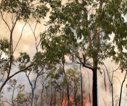 Flames burning a forest