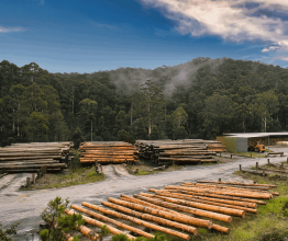 Piles of cut timber in an outdoor processing facility