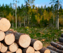 Pile of timber logs against a forest background