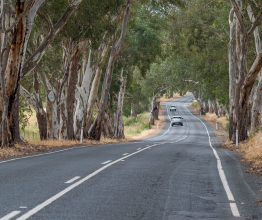 Tarmac road surrounded by trees with cars travelling in the distance